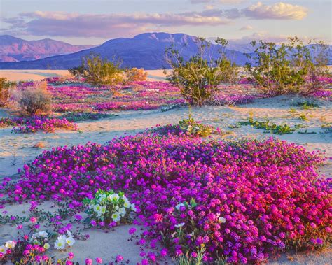 Desert Flowers Reader