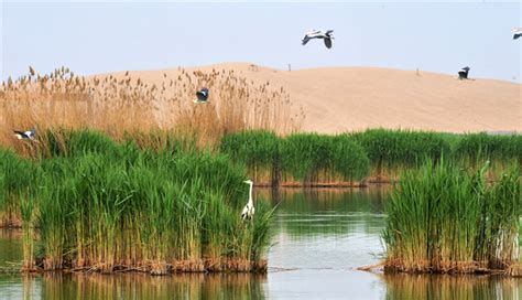 Desert Management and Desertification Control Efforts Towards Ecological Restoration PDF