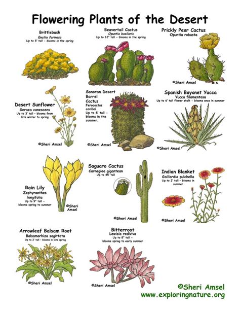Desert Plants With Names Chart