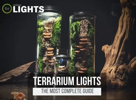 Desert Terrarium Lighting: The Ultimate Guide to Mimicking the Sun's Fury in 2025