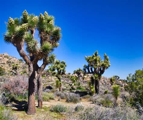 Desert and Delta: A Symbiotic Dance of Contrasts