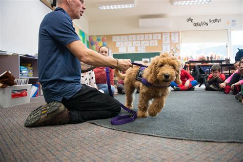 Designed with the well-being of dogs in mind