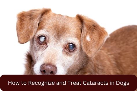 Detailed Guide to Cataract Removal for Dogs