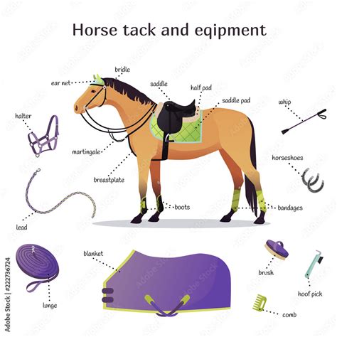 Determining appropriate tack and equipment: