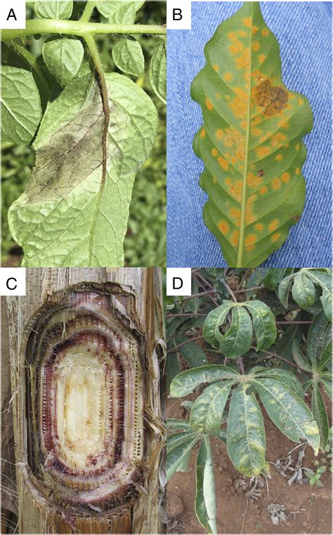 Devastating Groundnut Diseases: A Threat to Global Food Security