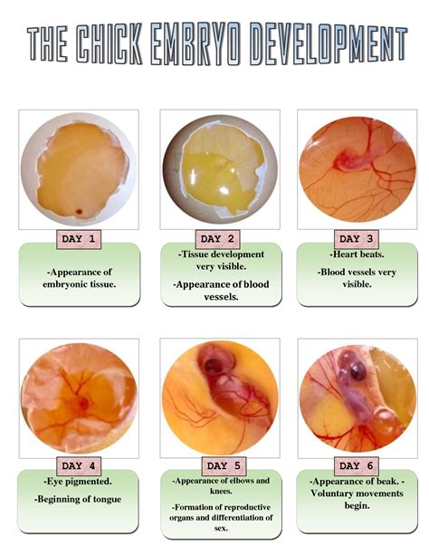 Development of Chick Epub