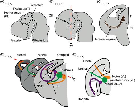 Development of Thalamocortical Connections Reader