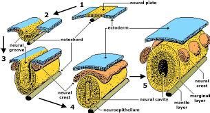 Development of the Nervous System Doc