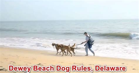 Dewey Beach: A Haven for Pets and Their Owners