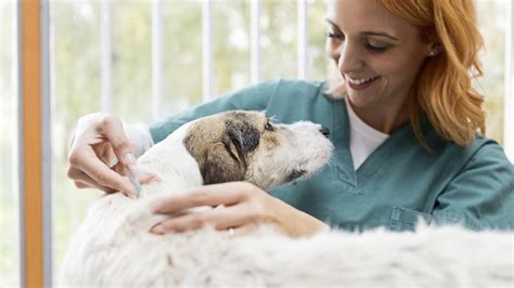 Dhpp Vaccination for Dogs: A Must-Know Guide for Pet Owners