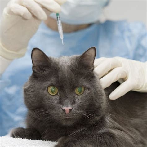 Diabetes in Cats: Understanding the Treatment Costs