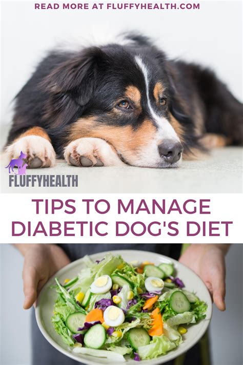 Diabetic Dog Diet Food: 10 Essential Tips for Optimal Health