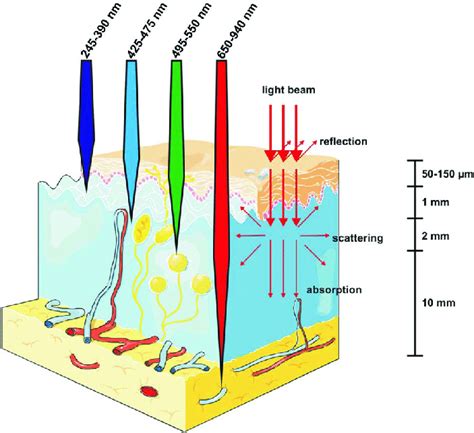 Diagram Reveals: Why Red Light Boasts Superior Tissue Penetrability