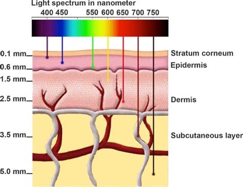 Diagram That Shows Why Red Light Is More Tissue Penetration