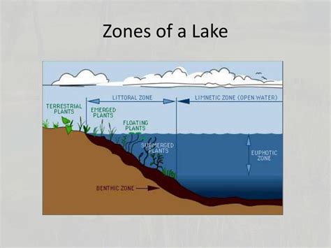 Diagram of a Lake and Description of the Zones