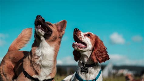 Diana Sparks: The Trailblazing Dog Trainer Revolutionizing Pet Ownership