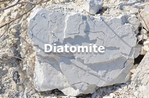 Diatomite: A Natural Wonder for Dogs