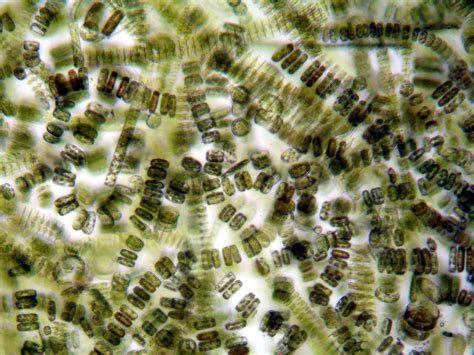 Diatoms from the Alhambra Reader