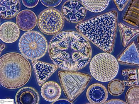 Diatoms in New Zealand, the North Island Epub