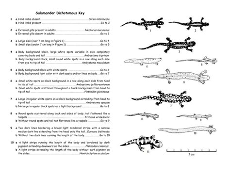 Dichotomous Key For Salamanders Answers Kindle Editon