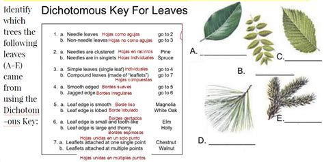 Dichotomous Key Leaves Answers Doc