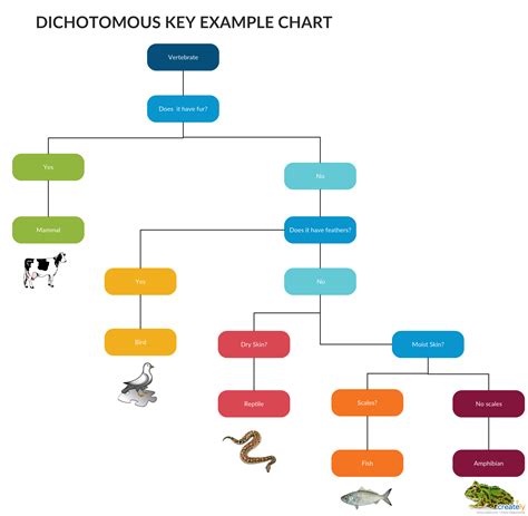 Dichotomous Key Template