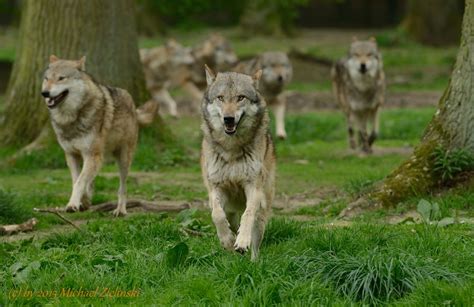 Die Wölfinnen: Ein Wolfsrudel auf dem Weg zum Erfolg