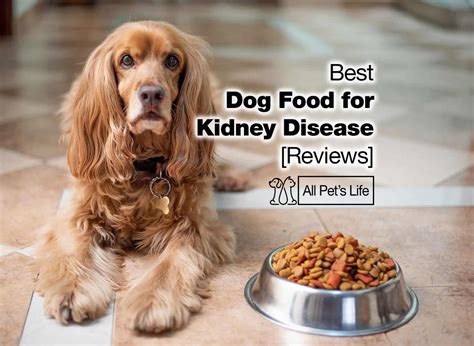 Dietary Management for Dogs with Kidney Issues: Essential Considerations and Recommendations