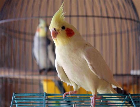 Different Types of Birds for Sale