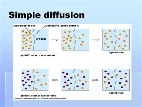 Diffusion Through A Membrane Answer PDF