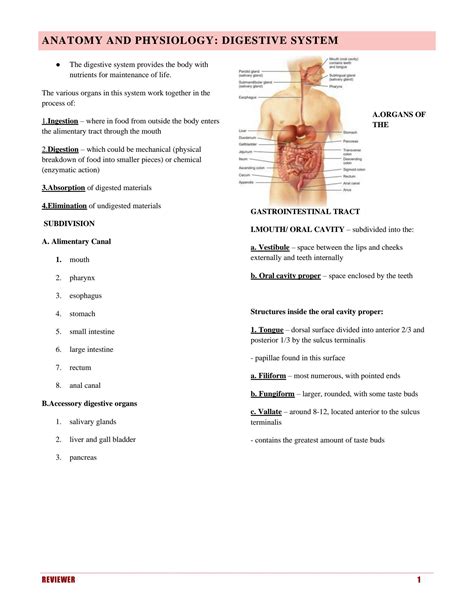 Digestion Study Guide Answers Anatomy And Physiology Kindle Editon