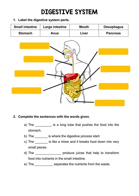 Digestion Worksheet Answers Doc