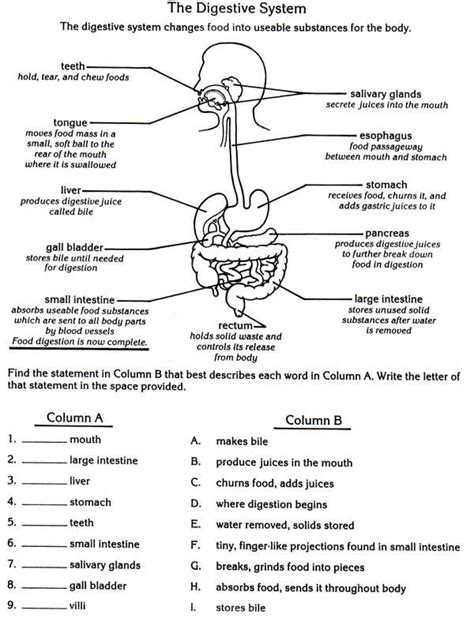 Digestive And Excretory Systems Answer Key Doc