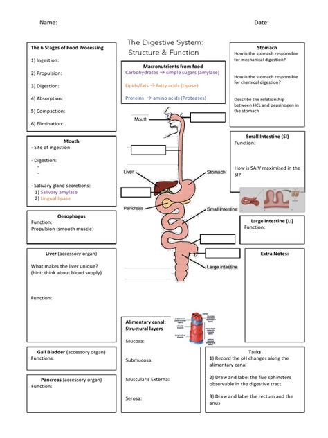 Digestive Organs Graphic Organizer Answers PDF