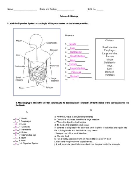 Digestive System Answer Key Doc