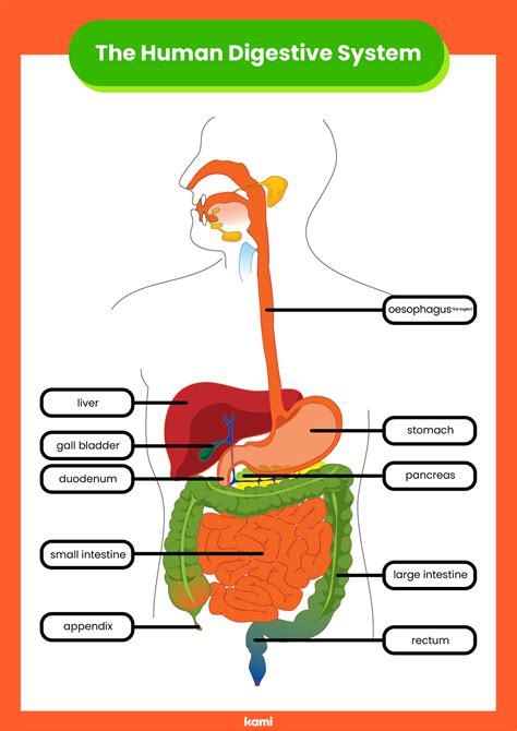 Digestive System Answer Key From United Learning Doc