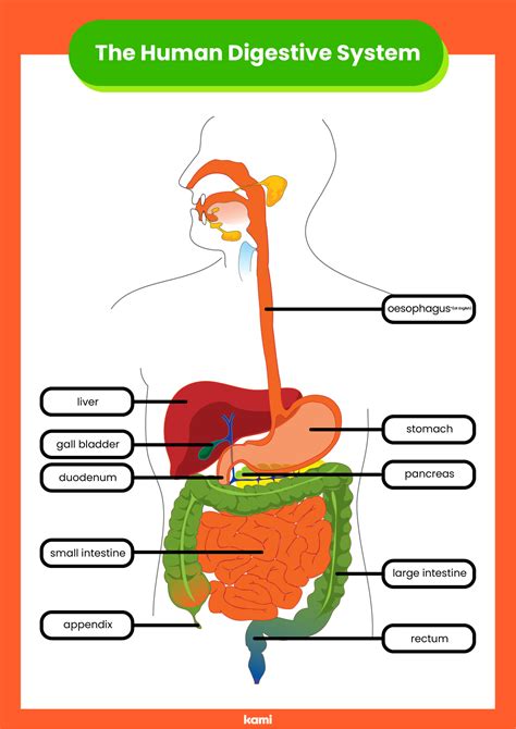 Digestive System Answer Key Omkarmin Com Kindle Editon