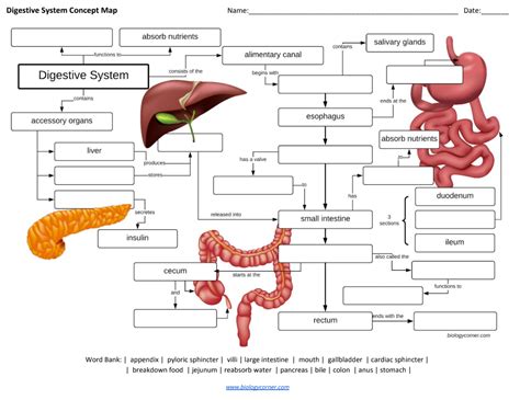 Digestive System Concept Map Answers PDF