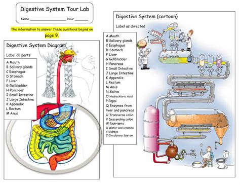 Digestive System Lab Tour Answers Epub