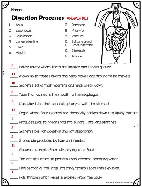 Digestive System Review Sheet Answers Reader