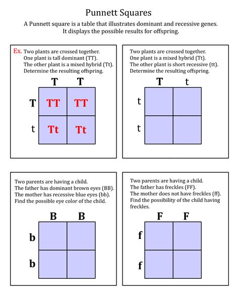 Dihybrid Cross Punnett Square Answers PDF