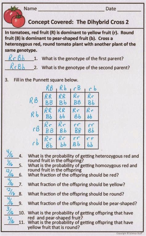 Dihybrid Punnett Square Worksheet With Answers Kindle Editon