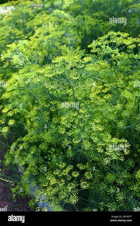 Dill: A Versatile Herb with Culinary, Medicinal, and Beyond