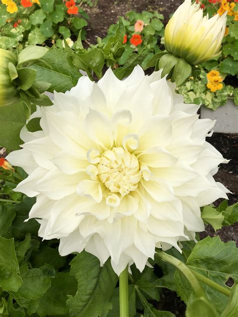 Dinnerplate dahlias: