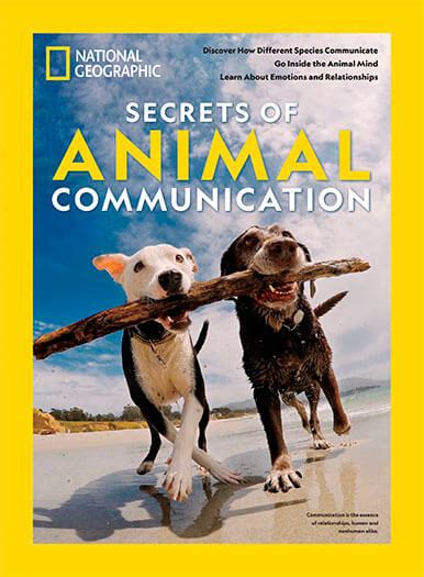 Dino Head Signs: Unveiling the Secrets of Animal Communication