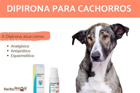 Dipirona para Cachorro: Tudo o que Você Precisa Saber