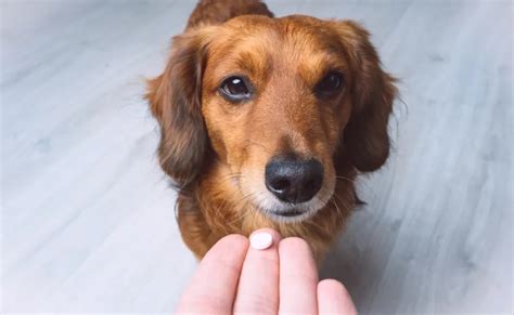 Dipirona para Cachorros: Guia Completo sobre Uso, Dosagem e Cuidados