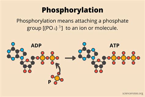 Direct Substrate Phosphorylation: