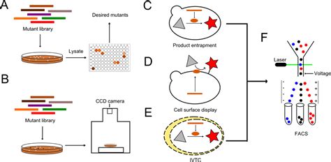 Directed Enzyme Evolution Screening and Selection Methods Kindle Editon