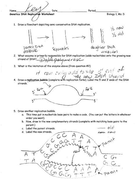 Directed Reading Section The Replication Of Dna Answer Key PDF